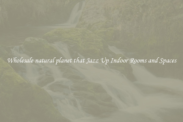 Wholesale natural planet that Jazz Up Indoor Rooms and Spaces
